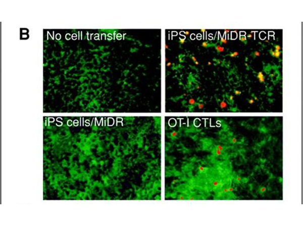 Immunofluorescence using Ovalbumin FITC